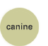 canine