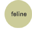 feline